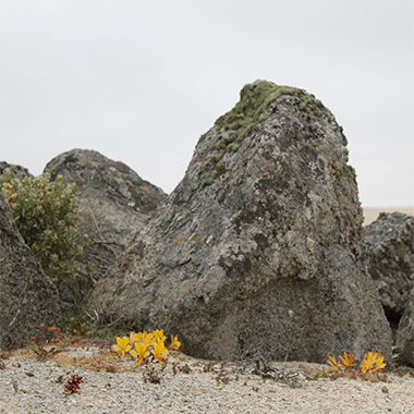 lirio de los incas